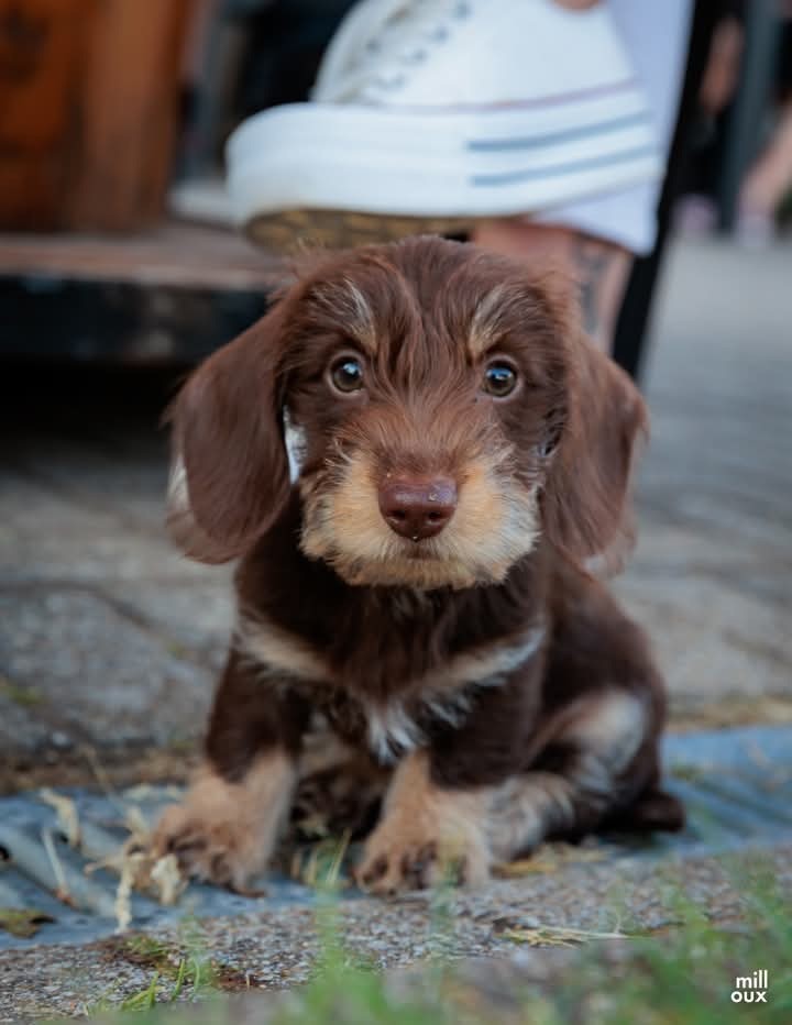 Chiots dans leur nouvelles familles