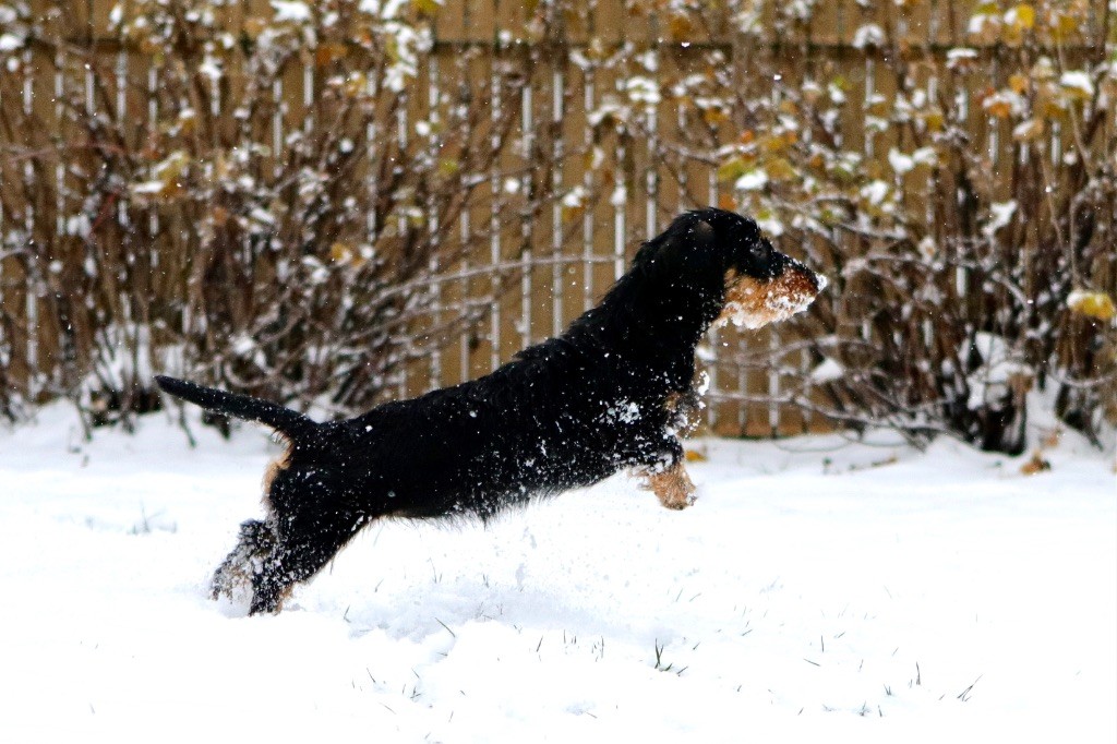 Chiots et jeux