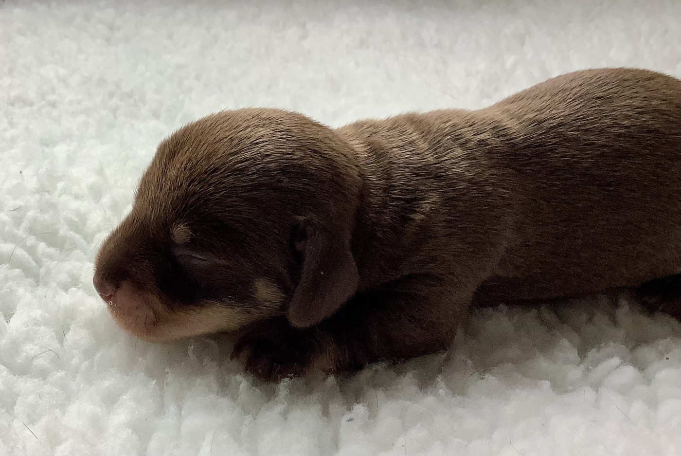 Du Manoir De Guildford - Chiots disponibles - Teckel poil dur