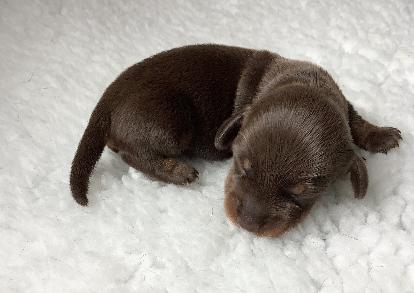 Du Manoir De Guildford - Chiots disponibles - Teckel poil dur