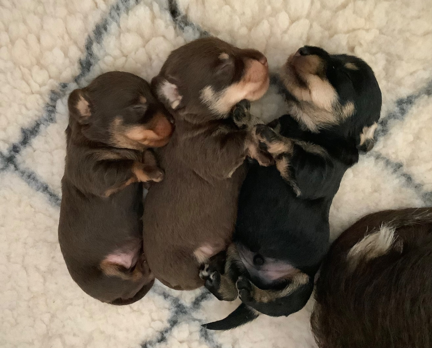 Chiot Teckel poil dur Du Manoir De Guildford