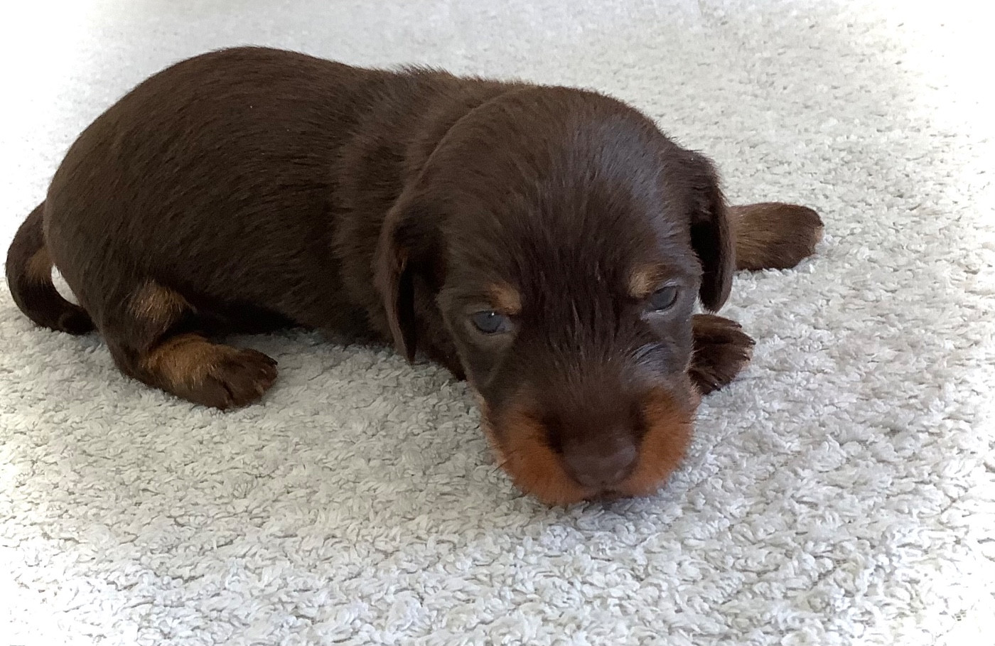 Du Manoir De Guildford - Chiots disponibles - Teckel poil dur